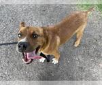 Small #1 Catahoula Leopard Dog Mix