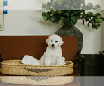 Puppy bandit English Cream Golden Retriever
