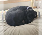 Small Photo #6 Labrador Retriever-Unknown Mix Puppy For Sale in Fargo, ND, USA