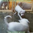Small Photo #296 Dogo Argentino Puppy For Sale in PINEVILLE, MO, USA