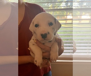 Dalmatian Puppy for sale in MONROE, NC, USA