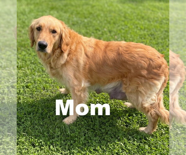 Medium Photo #4 Golden Retriever Puppy For Sale in Grovertown, IN, USA