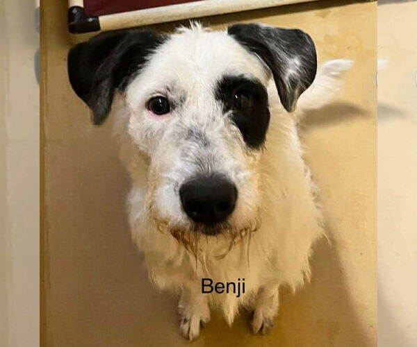 Medium Photo #3 Mutt Puppy For Sale in Rockaway, NJ, USA