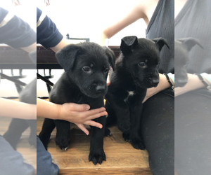 German Shepherd Dog-Unknown Mix Puppy for sale in CHARLOTTESVILLE, VA, USA