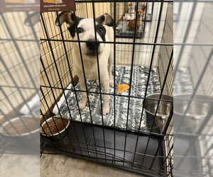 Pointer-Unknown Mix Dogs for adoption in Texas City, TX, USA