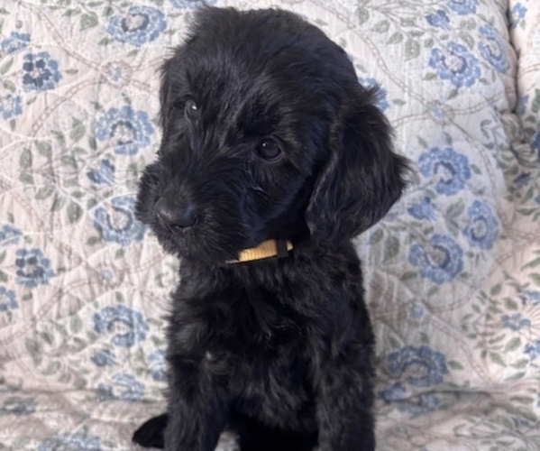 Medium Photo #2 Schnoodle (Giant) Puppy For Sale in ANDERSON, CA, USA