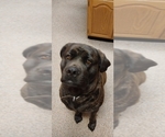 Small #3 Mastiff