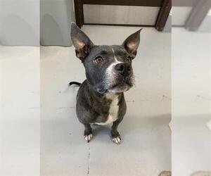 American Pit Bull Terrier Dogs for adoption in Corpus Christi, TX, USA