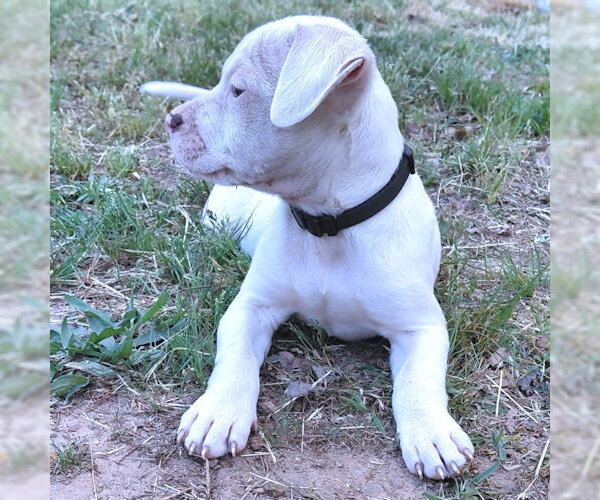Medium Photo #4 Bulldog-Labrador Retriever Mix Puppy For Sale in Rutherfordton, NC, USA