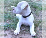 Small #3 Bulldog-Labrador Retriever Mix