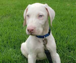 Medium Great Dane