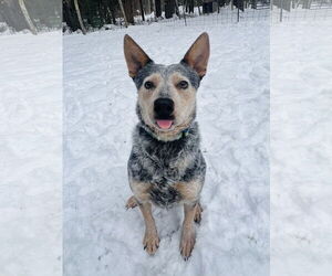 Mutt Dogs for adoption in Garden City, NY, USA