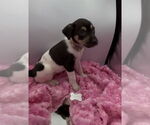 Small #1 Beagle-Chihuahua Mix