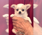Puppy Lumiere Chihuahua