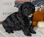 Small #9 Poodle (Miniature)