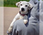 Small #4 Dalmatian-Labrador Retriever Mix