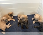 Litter of 7 - Male(s) and Female(s) Cane CorsoLitter of Puppies for Sale - Small photo