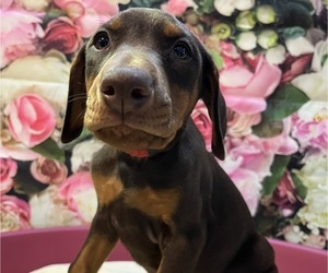 Doberman Pinscher Puppy for sale in BRISTOL, CT, USA