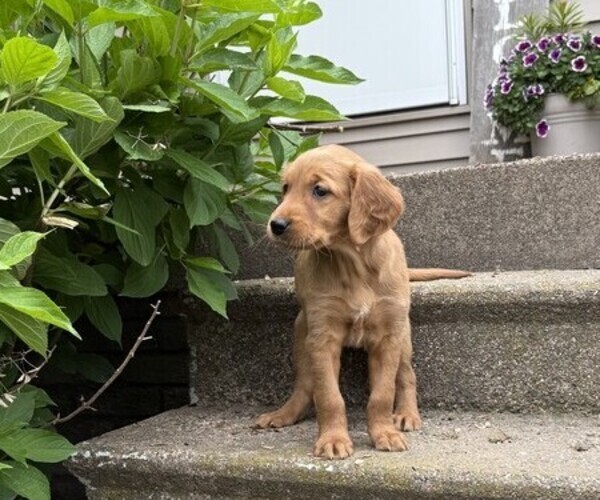 Medium Photo #2 Golden Retriever Puppy For Sale in THORP, WI, USA
