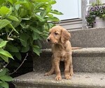 Small #1 Golden Retriever