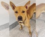 Small #1 Staffordshire Bull Terrier