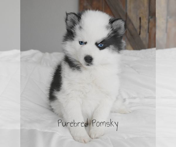 Medium Photo #2 Pomsky Puppy For Sale in KANSAS CITY, MO, USA