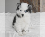 Small #1 Pomsky