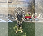 Small #1 German Shepherd Dog
