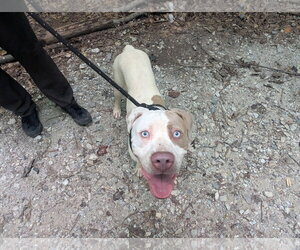 Mutt Dogs for adoption in McCormick, SC, USA