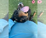 Small #3 Rottweiler Mix