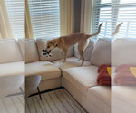 Small #20 Labrador Retriever Mix