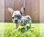 Small Photo #45 French Bulldog Puppy For Sale in LITTLE ROCK, AR, USA
