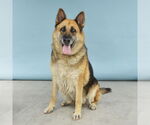 Small #1 German Shepherd Dog