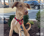 Small #5 Labrador Retriever-Retriever  Mix