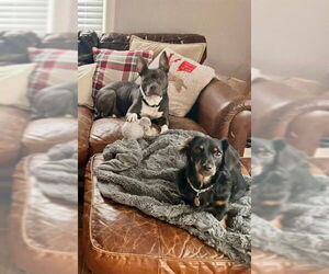 Mutt Dogs for adoption in Louisville, KY, USA