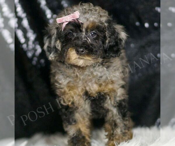 Medium Photo #4 Poodle (Toy) Puppy For Sale in WARSAW, IN, USA