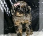 Small #3 Poodle (Toy)
