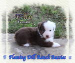 Image preview for Ad Listing. Nickname: Filly