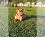 Small #1 American Pit Bull Terrier Mix