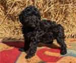 Puppy Hazel Poodle (Toy)