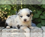 Small Photo #3 Australian Shepherd Puppy For Sale in ACTON, CA, USA