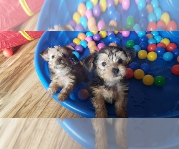 Medium Photo #67 Shorkie Tzu Puppy For Sale in NEVADA, TX, USA