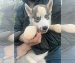 Small Photo #47 Siberian Husky Puppy For Sale in TRIMBLE, MO, USA