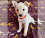 Puppy Orange girl German Shepherd Dog-Siberian Husky Mix