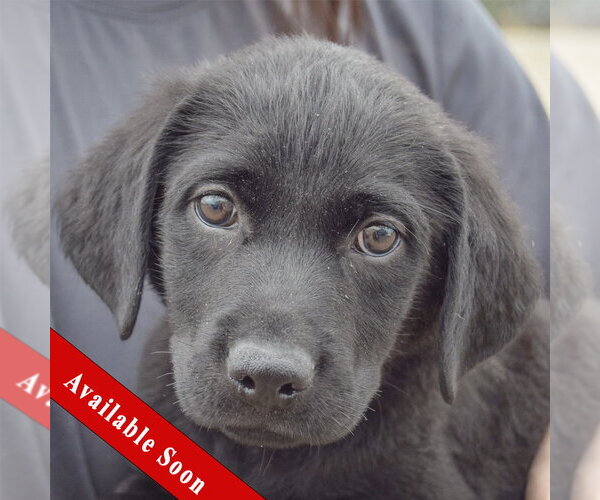 Medium Photo #1 Mutt Puppy For Sale in Huntley, IL, USA