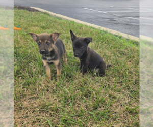 Chihuahua-Unknown Mix Dogs for adoption in Plainfield, IL, USA
