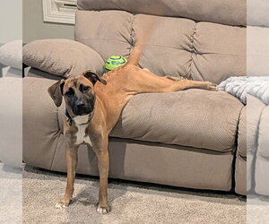 Montreal - Female Mutt Dog for Adoption - Photo #5