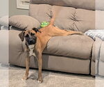 Small Photo #5 Mutt Puppy For Sale in Fargo, ND, USA