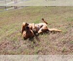 Small Photo #5 American Staffordshire Terrier-Black Mouth Cur Mix Puppy For Sale in Orange Grove, TX, USA