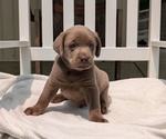 Small #7 Labrador Retriever